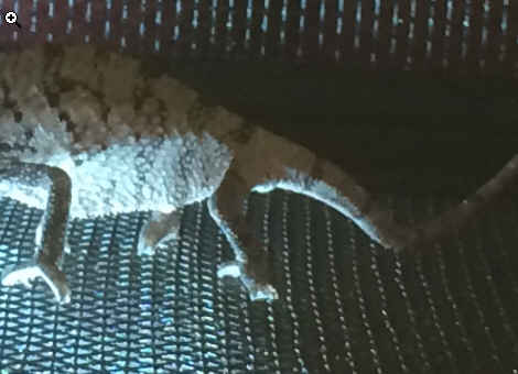 tail2.jpg