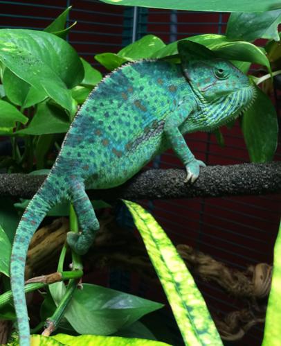 Picture of Iggy.jpg Picture of Iggy.jpg