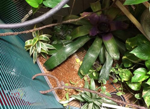 Birds-eye-view of sand-nesting box.jpg