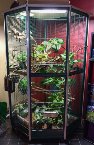 Restless Veiled Chameleon: Searching for Nesting Box? | Chameleon Forums