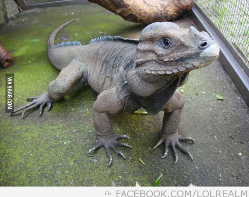Wow-A-rare-Rhinoceros-Iguana.jpg