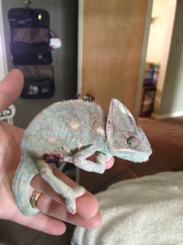030514pascal.JPG