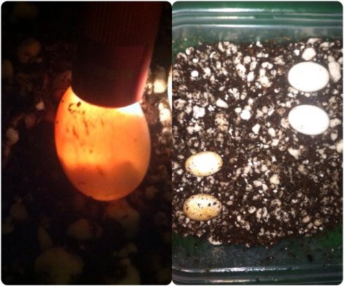 sofi eggs1.jpg