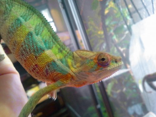 my memphis noki boy.jpg my memphis noki boy.jpg