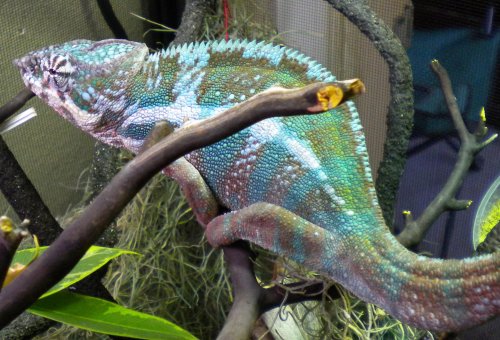 Jupiter checking out Venus (3).jpg