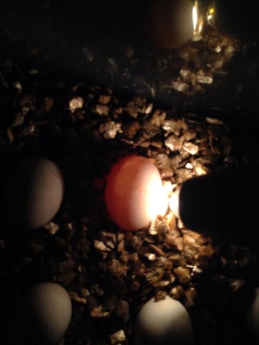 hatching 1.jpg