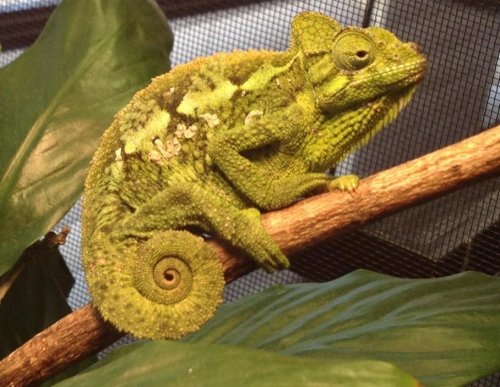 Hoehnelli female 03-16-14.jpg