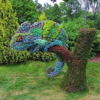 Chameleon-in-Garden.jpg