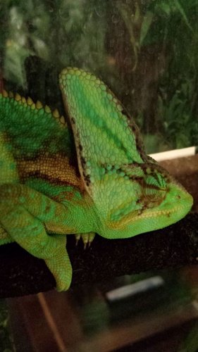 Loki.jpg