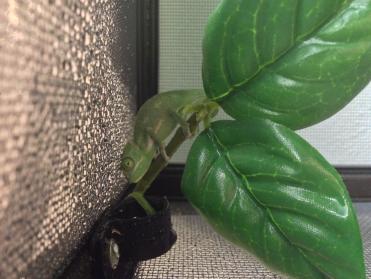 Pickle 3-23-14.jpg