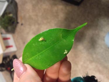 Pickle Urate 3-23-14.jpg