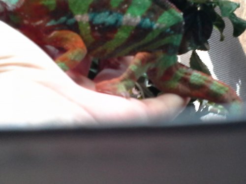 Blaze 10-2013 severe spinal defect.jpg