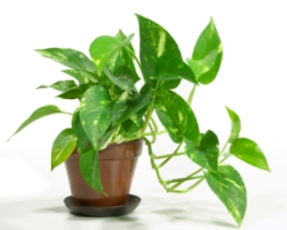 pothos.jpg
