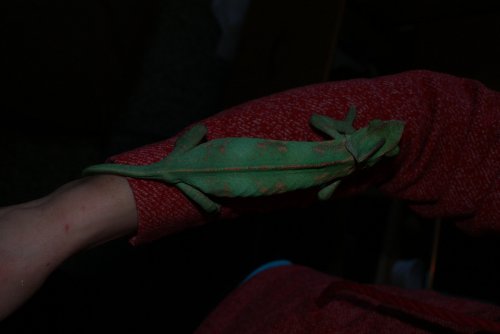 DSC09787.jpg