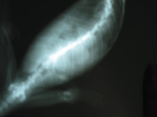 slugxray.JPG
