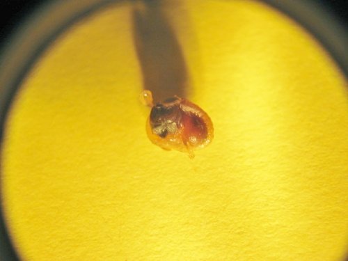 slugs 006.JPG