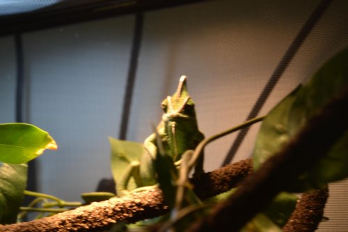 DSC_0007.jpg