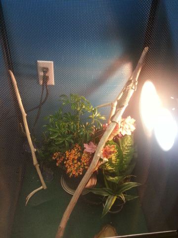 devons chameleon.jpg