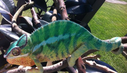 tiny showing some color.jpg