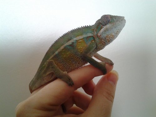 CHAMELEON4month.jpg