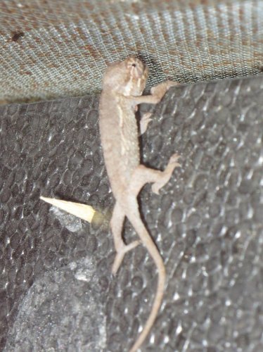 Chameleon behind Exo Terra glass terrarium background.jpg