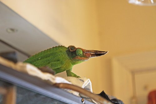 noogie on fr apr14 0001.jpg