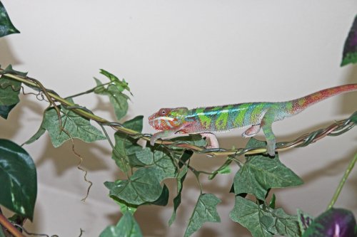 slinky on fr 20apr14 0002.jpg