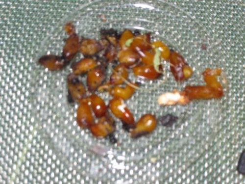 easterbabies 012.JPG