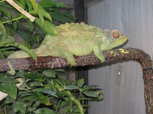 easterbabies 013.JPG