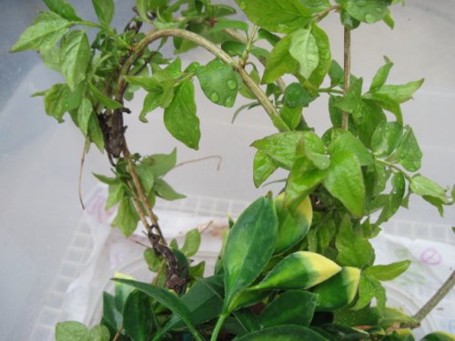 easterbabies 002.JPG