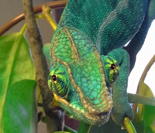 Tiamat saw a girl.jpg