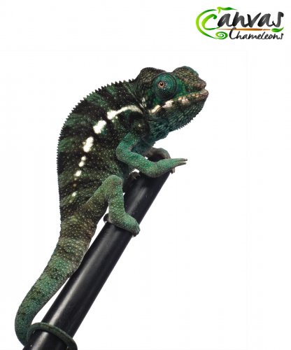 Hades - Nosy Faly - Male 3.jpg