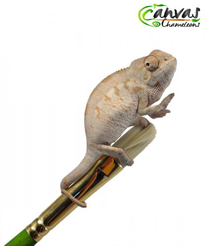 Hades - Nosy Faly - Female 2.jpg