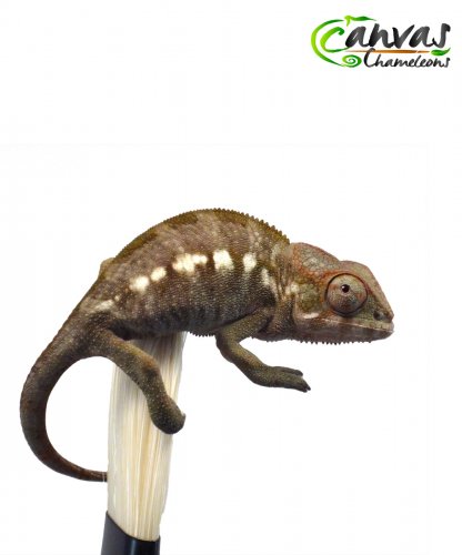 Hades - Nosy Faly - Female 1.jpg