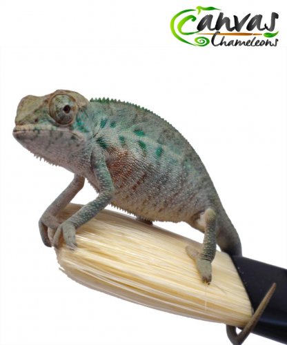 Willy Pete - Ambanja - Male 1.jpg Willy Pete - Ambanja - Male 1.jpg