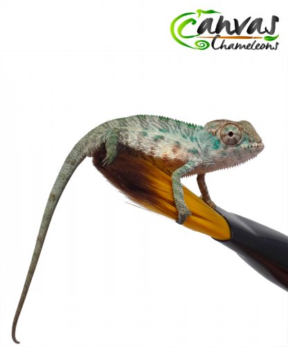 Willy Pete - Ambanja - Male 2.jpg Willy Pete - Ambanja - Male 2.jpg