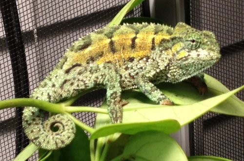 Sternfeldi male 04-23-14.jpg