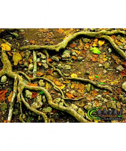 Jungle-Floor-Decal-24-x-18.jpg