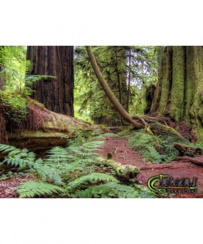 Forest-Floor-Decal-24-x-18.jpg
