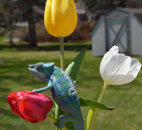 springtulips.jpg