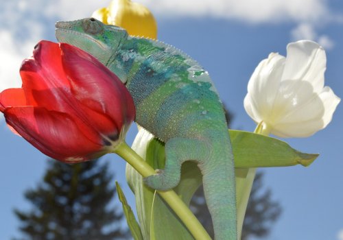 springtulips2.jpg