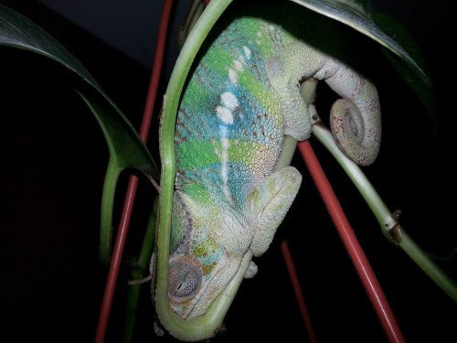 sleeping Godzuki.jpg