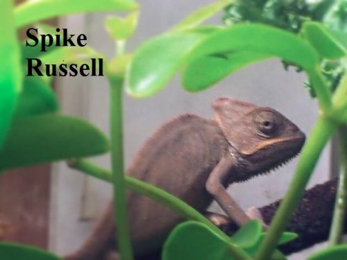 spike 2.jpg