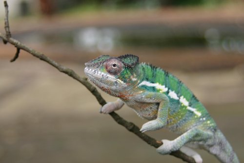 Mozzie Love 1 4-29.jpg