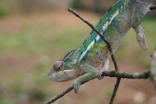 Mozzie Love 2 4-29.jpg