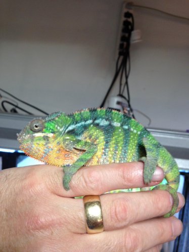 young ambilobe male.jpg young ambilobe male.jpg