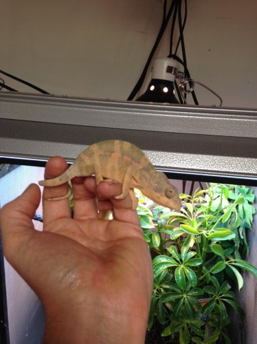 young female ambilobe.jpg