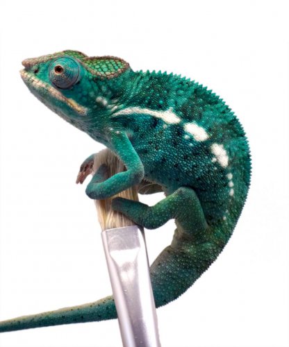 Hades - Nosy Faly - Male 3(3).jpg