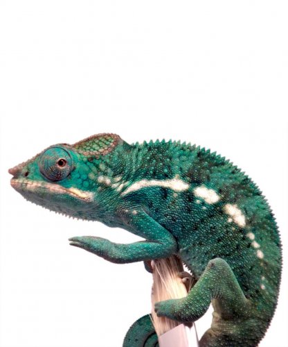 Hades - Nosy Faly - Male 3(2).jpg