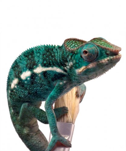 Hades - Nosy Faly - Male 3(1).jpg